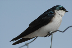 Large Tree Swallow.jpg